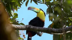 La vie sauvage du Costa Rica