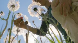 La vie sauvage du jardin : Une journée d'été