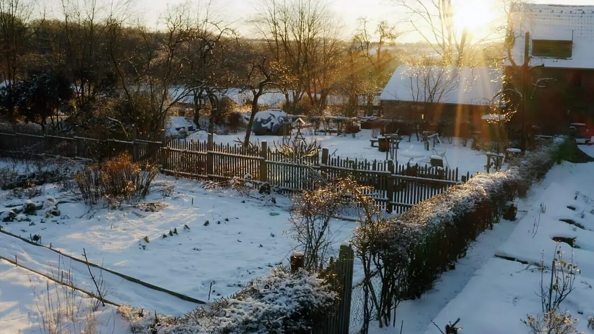La vie sauvage du jardin : Une journée d'hiver