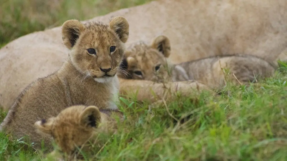 La vie sauvage du Masai Mara