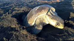 La vie secrète d'un nid de tortues marines