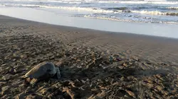 La vie secrète d'un nid de tortues marines