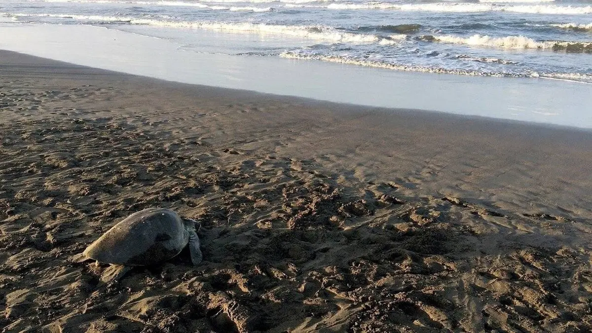 La vie secrète d'un nid de tortues marines