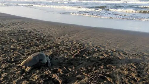 La vie secrète d'un nid de tortues marines