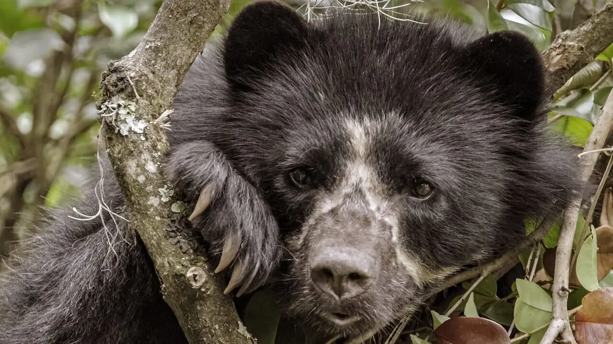 La vie secrète de l'ours à lunettes