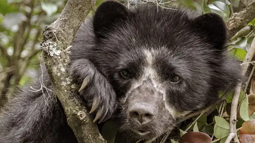 La vie secrète de l'ours à lunettes