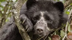 La vie secrète de l'ours à lunettes