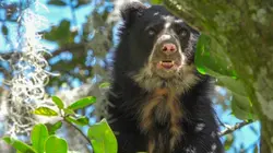 La vie secrète de l'ours à lunettes