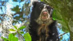 La vie secrète de l'ours à lunettes