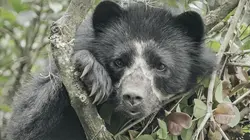 La vie secrète de l'ours à lunettes