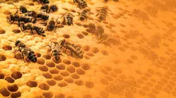 La vie secrète des abeilles