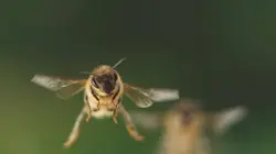 La vie secrète des abeilles