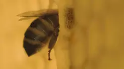 La vie secrète des abeilles