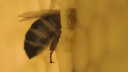 La vie secrète des abeilles