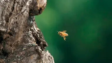 La vie secrète des abeilles