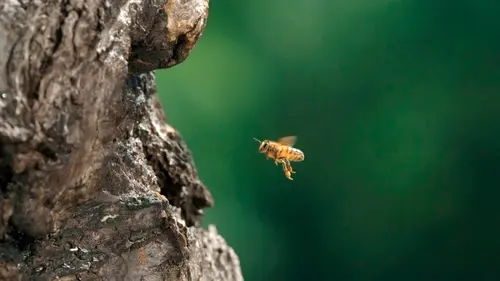 La vie secrète des abeilles