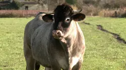 La vie secrète des animaux de la ferme