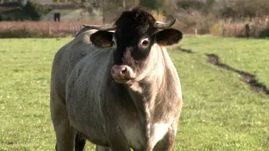 Dans la peau d'une vache