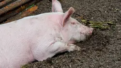 La vie secrète des animaux de la ferme