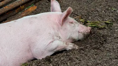 Les cochons ont tout bon