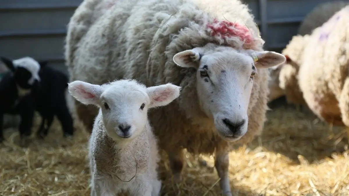 Épisodes de La vie secrète des animaux de la ferme