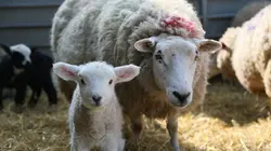 La vie secrète des animaux de la ferme