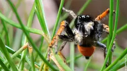 La vie secrète des araignées