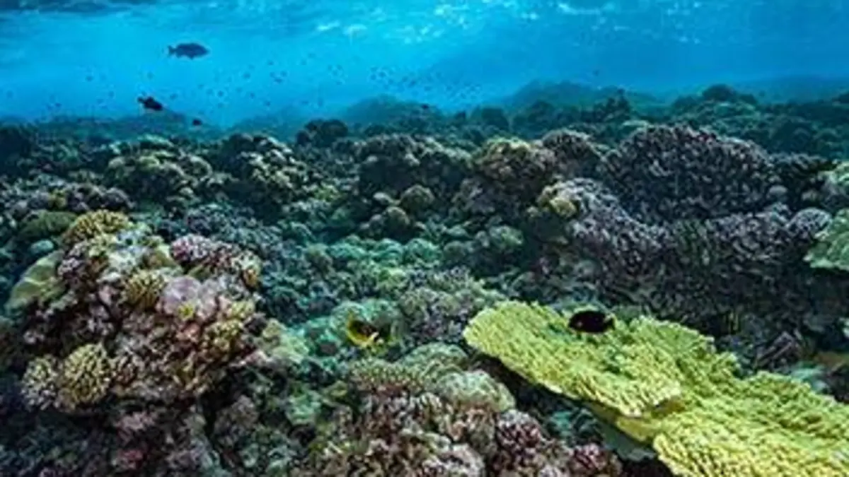 La vie secrète des atolls de Polynésie