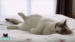 La vie secrète des chats