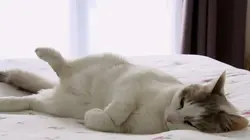 La vie secrète des chats Du chat des villes au chat des champs...