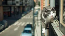 La vie secrète des chats Le tour de France des chats