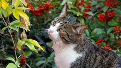La vie secrète des chats Petits conflits entre voisins ! avec Tatiana Silva