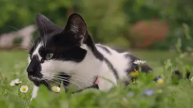 La vie secrète des chats Au coeur de l'expérience