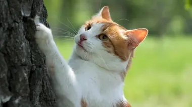 La vie secrète des chats Chats de gouttière vs chats de race avec Valérie Damidot