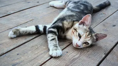 La vie secrète des chats Chats et sentiments
