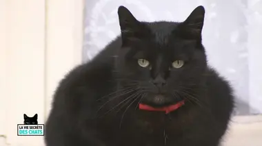 La vie secrète des chats Dans la peau du chat