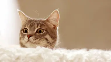 La vie secrète des chats Entre chats