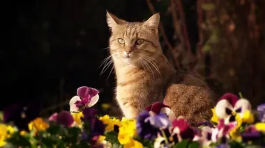 La vie secrète des chats La langue du chat