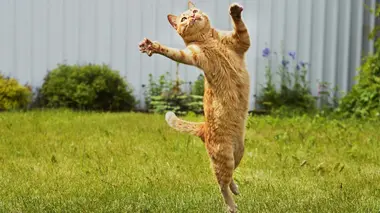 La vie secrète des chats Les chats champions de France