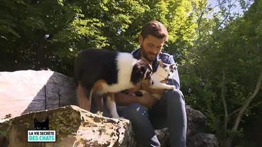 La vie secrète des chats Malin comme un chat !