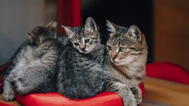 La vie secrète des chats Mon chat, mes enfants et moi