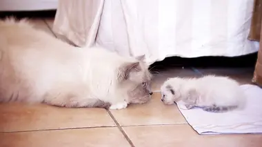 La vie secrète des chats Que fait mon chat... quand je ne suis pas là