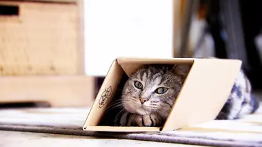 La vie secrète des chats Une vie (casanière) de chat avec Camille Cerf