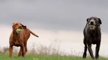 La vie secrète des chiens