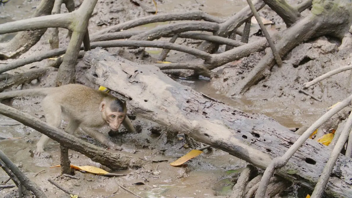 La vie secrète des mangroves Vietnam, le temps de la renaissance