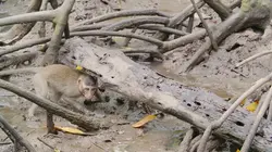 La vie secrète des mangroves