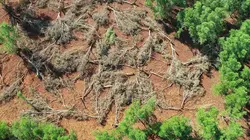 La vie secrète des mangroves