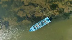 La vie secrète des mangroves