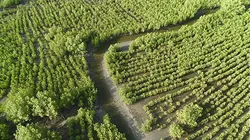 La vie secrète des mangroves