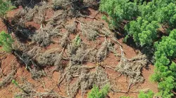 La vie secrète des mangroves